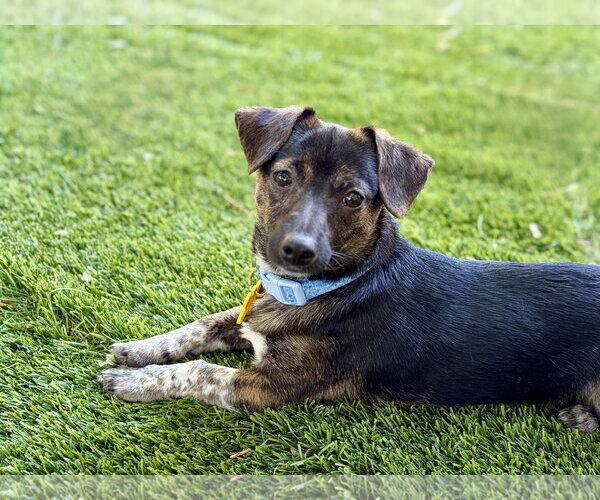 Medium Photo #1 Chiweenie Puppy For Sale in Sandy, UT, USA