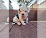 Small Photo #4 American Bulldog Puppy For Sale in SANTA ANA, CA, USA