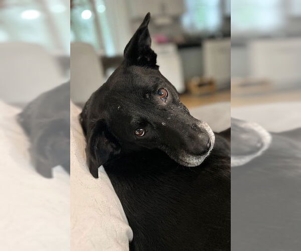 Medium Photo #10 Labrador Retriever-Unknown Mix Puppy For Sale in Oakhurst, NJ, USA