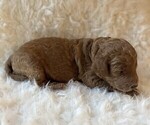 Puppy Mr Blue Goldendoodle (Miniature)