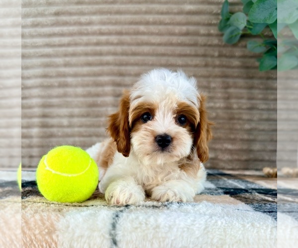 Medium Photo #4 Cavapoo (Miniature) Puppy For Sale in GREENFIELD, IN, USA