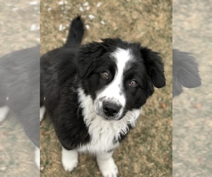Border-Aussie Puppy for sale in GREELEY, CO, USA