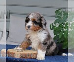 Small #2 Bernedoodle (Miniature)
