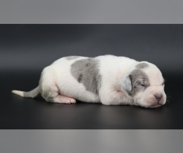 Medium Photo #1 American Bully Puppy For Sale in CHAMPAIGN, IL, USA