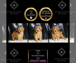 Puppy Ford AKC Poodle (Toy)