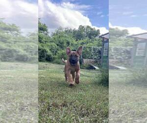 Mutt Dogs for adoption in Poplar Bluff, MO, USA