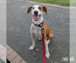Randy - Male Pointer-Unknown Mix Dog for Adoption - Photo #9