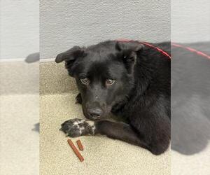 German Shepherd Dog-Unknown Mix Dogs for adoption in Las Vegas, NV, USA