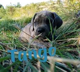 Cane Corso Puppy for sale in PLACERVILLE, CA, USA