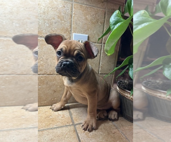 Medium Photo #27 American Bullnese-French Bulldog Mix Puppy For Sale in DISCOVERY BAY, CA, USA