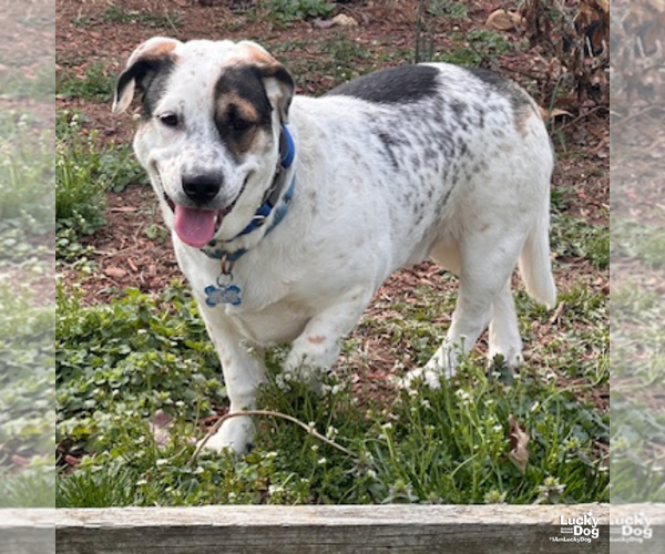 Medium Photo #10 Basset Hound-Unknown Mix Puppy For Sale in Washington, DC, USA