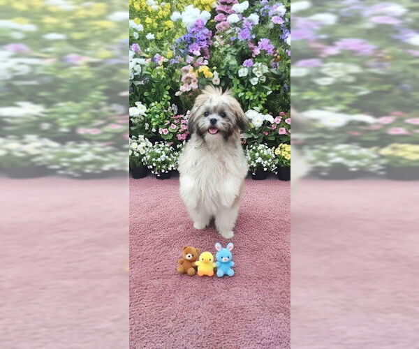 Medium Photo #3 Shih Tzu Puppy For Sale in Weston, FL, USA