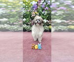 Small #2 Shih Tzu