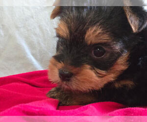 Morkie Puppy for sale in CORNERSVILLE, TN, USA