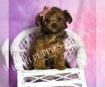 Small #2 Yorkipoo