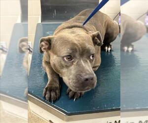 American Bulldog-Unknown Mix Dogs for adoption in Mobile, AL, USA