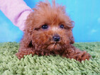 Small Photo #3 Poodle (Toy) Puppy For Sale in LA MIRADA, CA, USA