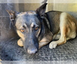 Medium German Shepherd Dog Mix