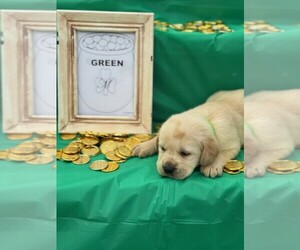 Labrador Retriever Puppy for sale in MAYSVILLE, GA, USA