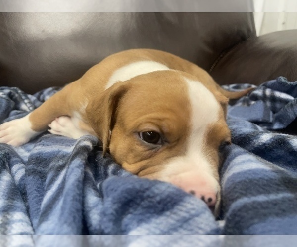 Medium Photo #56 American Bully Puppy For Sale in REESEVILLE, WI, USA