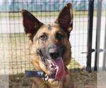 Small German Shepherd Dog Mix