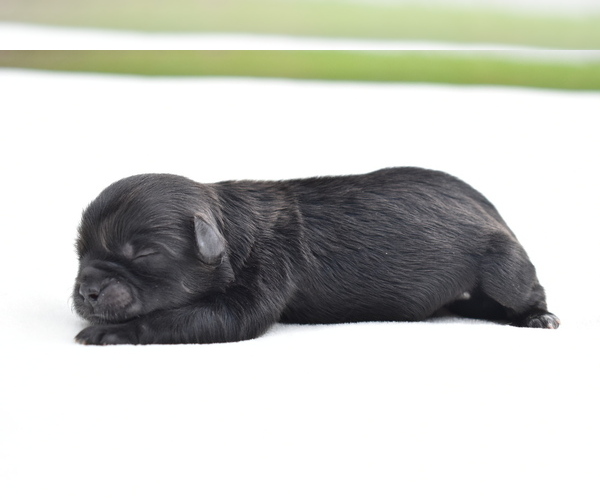 Medium Photo #4 Shih Aussie Puppy For Sale in PALM COAST, FL, USA