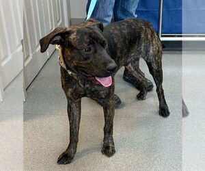American Pit Bull Terrier Dogs for adoption in La Porte, IN, USA