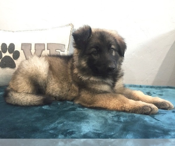 Medium Photo #1 German Shepherd Dog Puppy For Sale in PENDLETON, OR, USA