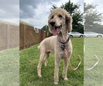 Small #2 Poodle (Standard) Mix