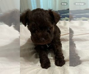 Schnauzer (Miniature) Puppy for sale in SALUDA, SC, USA