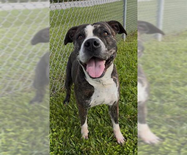 Medium Photo #2 Staffordshire Bull Terrier Puppy For Sale in Rosenberg, TX, USA