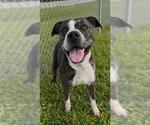 Small #1 Staffordshire Bull Terrier