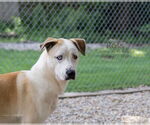 Small #1 Huskies -Retriever  Mix