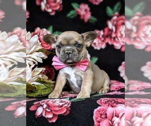 French Bulldog Puppy for sale in QUARRYVILLE, PA, USA