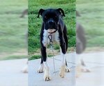 Small Photo #6 Boston Terrier-Boxer Mix Puppy For Sale in Attalka, AL, USA