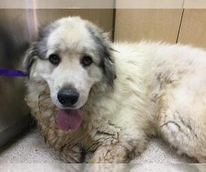 Great Pyrenees Dogs for adoption in Riverside, CA, USA