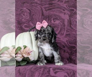 Cocker Spaniel Puppy for sale in NEW HOLLAND, PA, USA