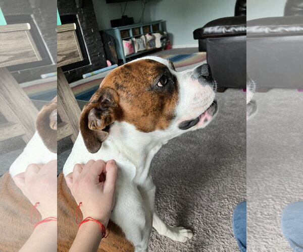 Medium Photo #3 Boxer Puppy For Sale in Woodbury, MN, USA