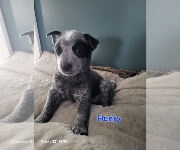 Medium Photo #3 Australian Cattle Dog Puppy For Sale in CHARLOTTE, MI, USA