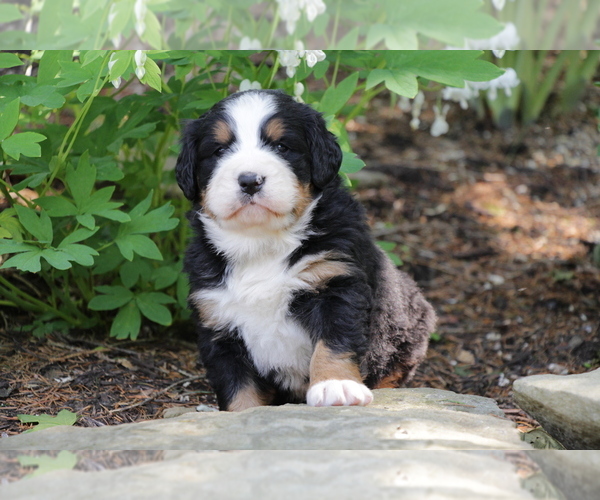 Medium Photo #2 Bernese Mountain Dog Puppy For Sale in BERNVILLE, PA, USA