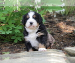 Small Photo #2 Bernese Mountain Dog Puppy For Sale in BERNVILLE, PA, USA