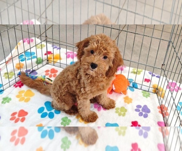 Medium Photo #12 Cavapoo mix (+ Poodle Miniature) Puppy For Sale in ORO VALLEY, AZ, USA