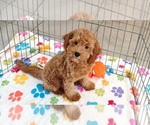 Otis - Male Cavapoo mix (+ Poodle Miniature) Puppy for Sale - Photo #12