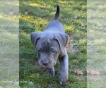 Small #1 American Pit Bull Terrier