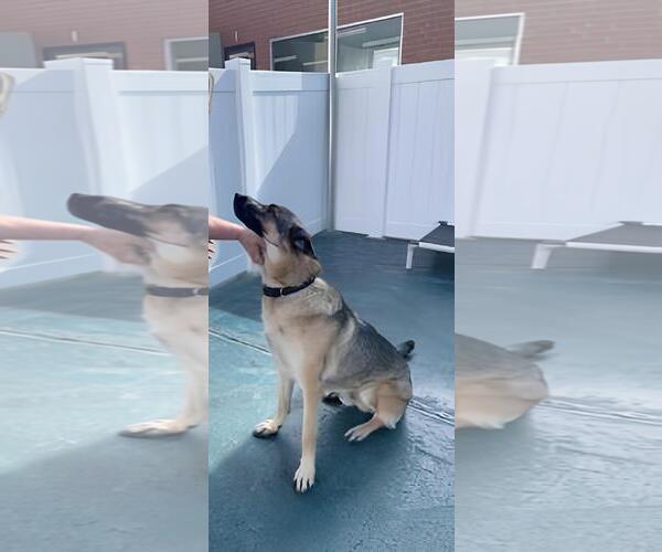 Medium Photo #2 German Shepherd Dog Puppy For Sale in Rootstown, OH, USA