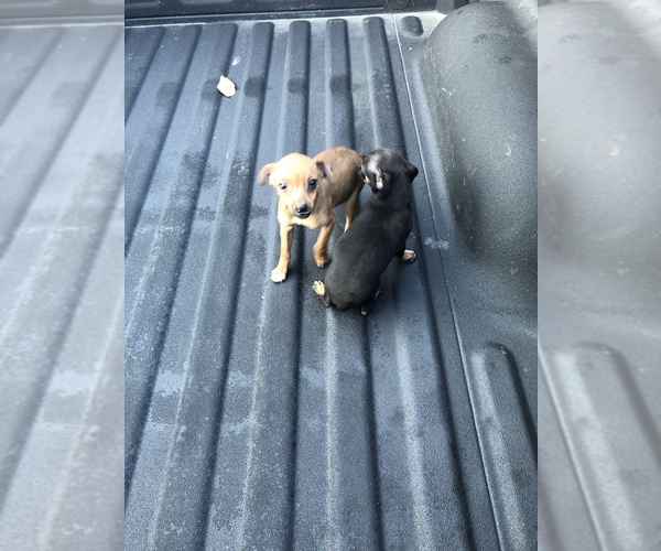 Medium Photo #7 Taco Terrier Puppy For Sale in LATTASBURG, OH, USA