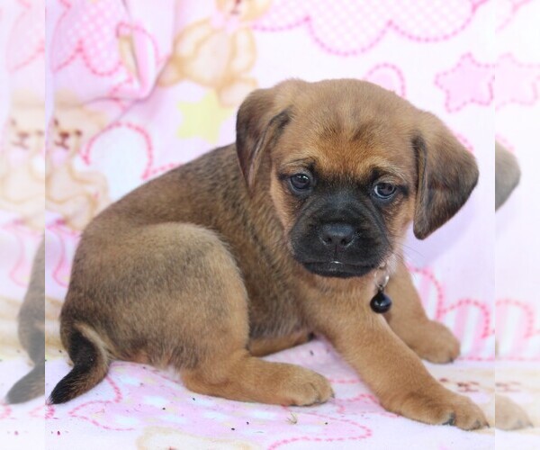 Medium Photo #7 Puggle Puppy For Sale in CHARLOTT HALL, MD, USA