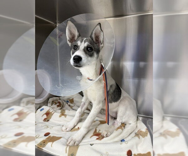 Medium Photo #1 Siberian Husky Puppy For Sale in Fairbanks, AK, USA