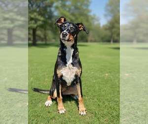 Mutt Dogs for adoption in Talladega, AL, USA