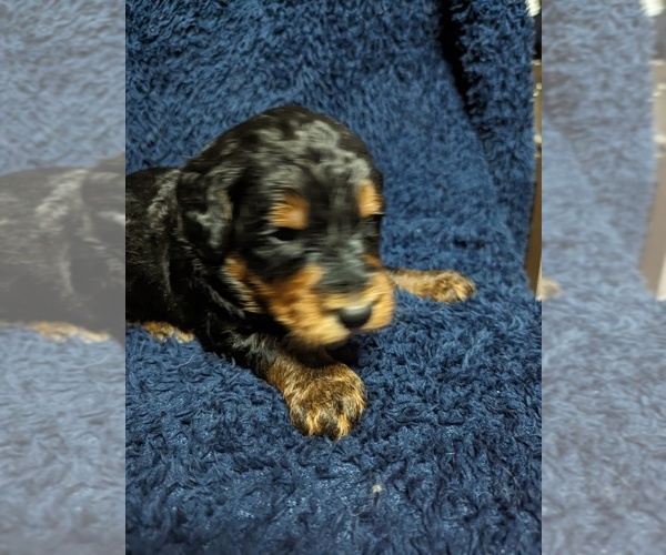 Medium Photo #1 Bernedoodle Puppy For Sale in INDEPENDENCE, MO, USA